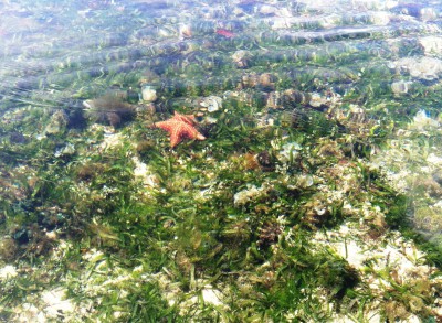 Crystal clear water at Dolphin bay (3)
