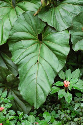 Large tropical leaf in Coiba Panama