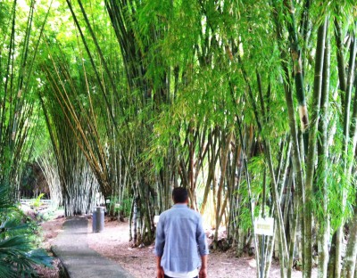 Bamboo at Summit Botanical Park