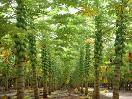 papaya plantation2