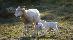 Lamb and newborns