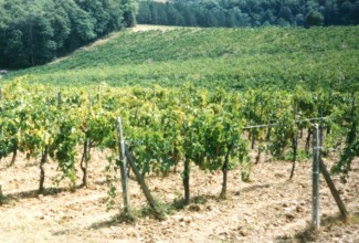 Fattoria Felsina Italy