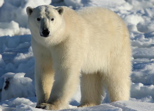 Alternative Ways for Travelers to Admire the Natural World