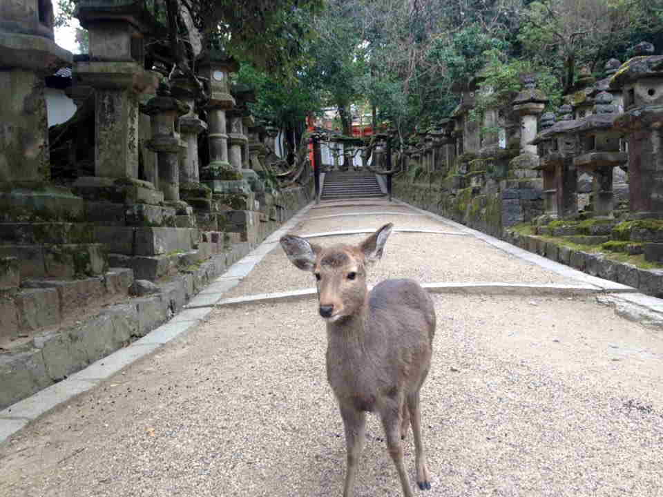 tame deer in Nara