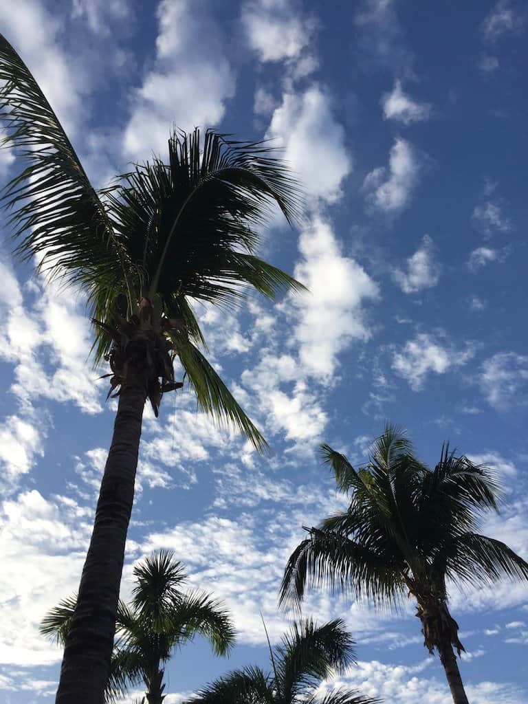 Moving to Mexico (Part 3): The Elephant. Bon Appétit.