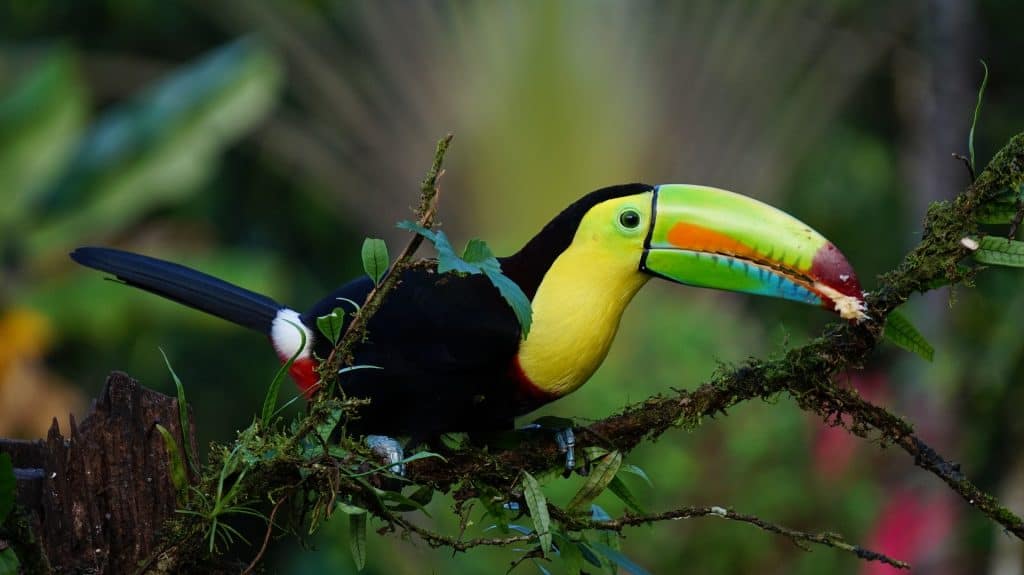 Toucan bird in Costa Rica