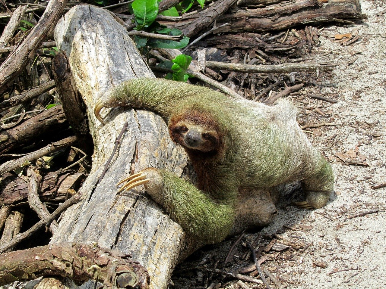 Sloth hanging on log in Costa Rica
