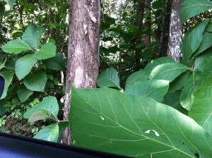 Nicaragua timber investment teak