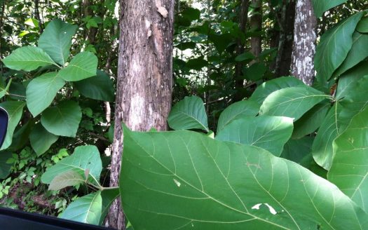 Nicaragua timber investment teak