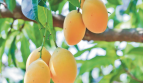 Panama Property Investment in a Mango Plantation