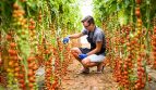 Paraguay Agricultural Investment in Greenhouses