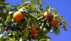 Paraguay Farmland Investment in Orange Groves