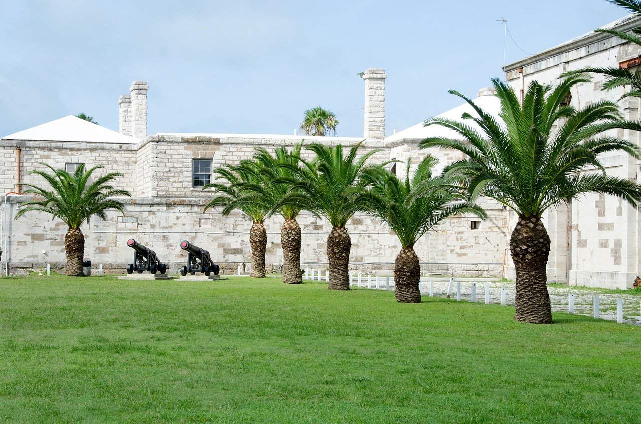 Palm trees Bermuda