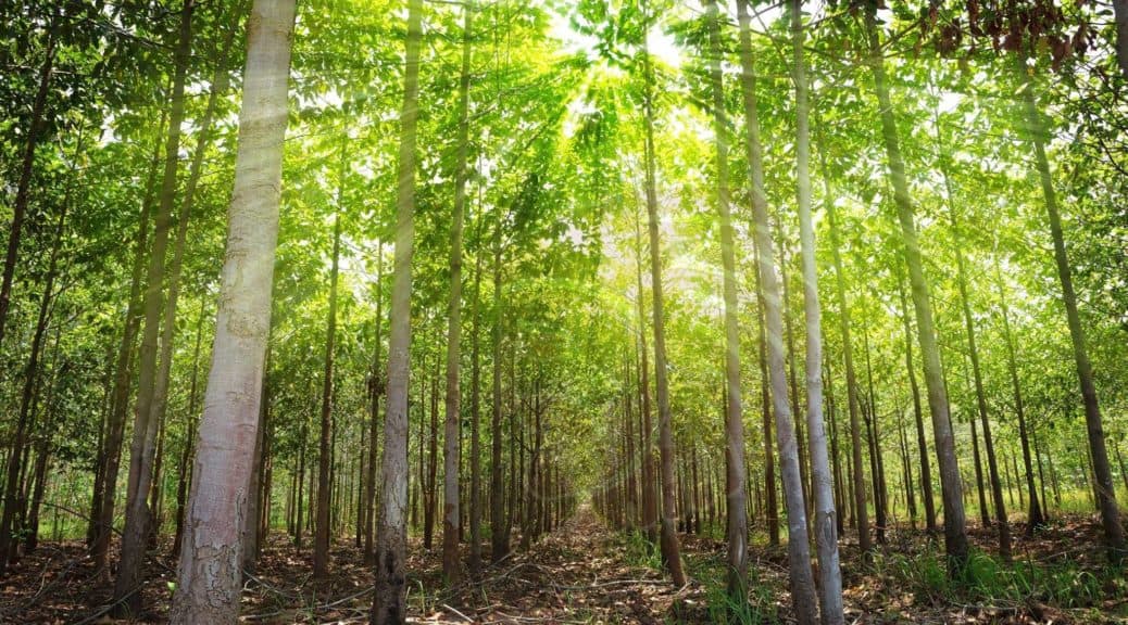 Teak Reforestation: A Sustainable Investment for Generational Wealth