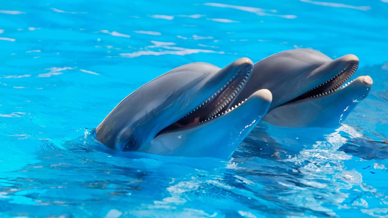 two dolphins in the water