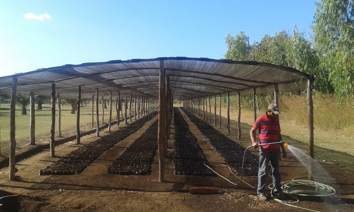 teak plantation 1