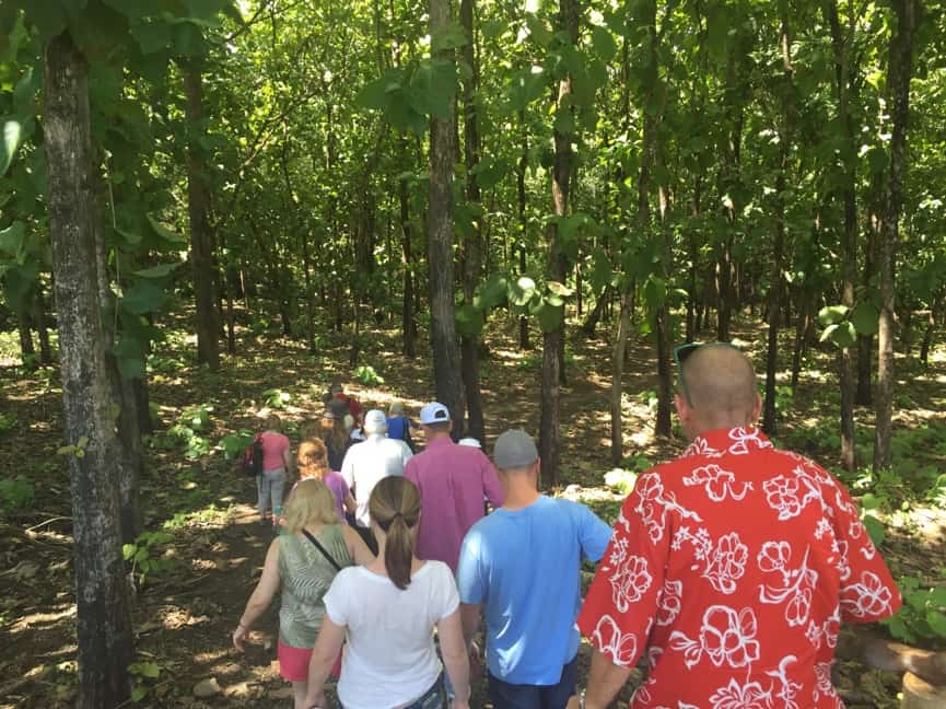 Teak Plantation