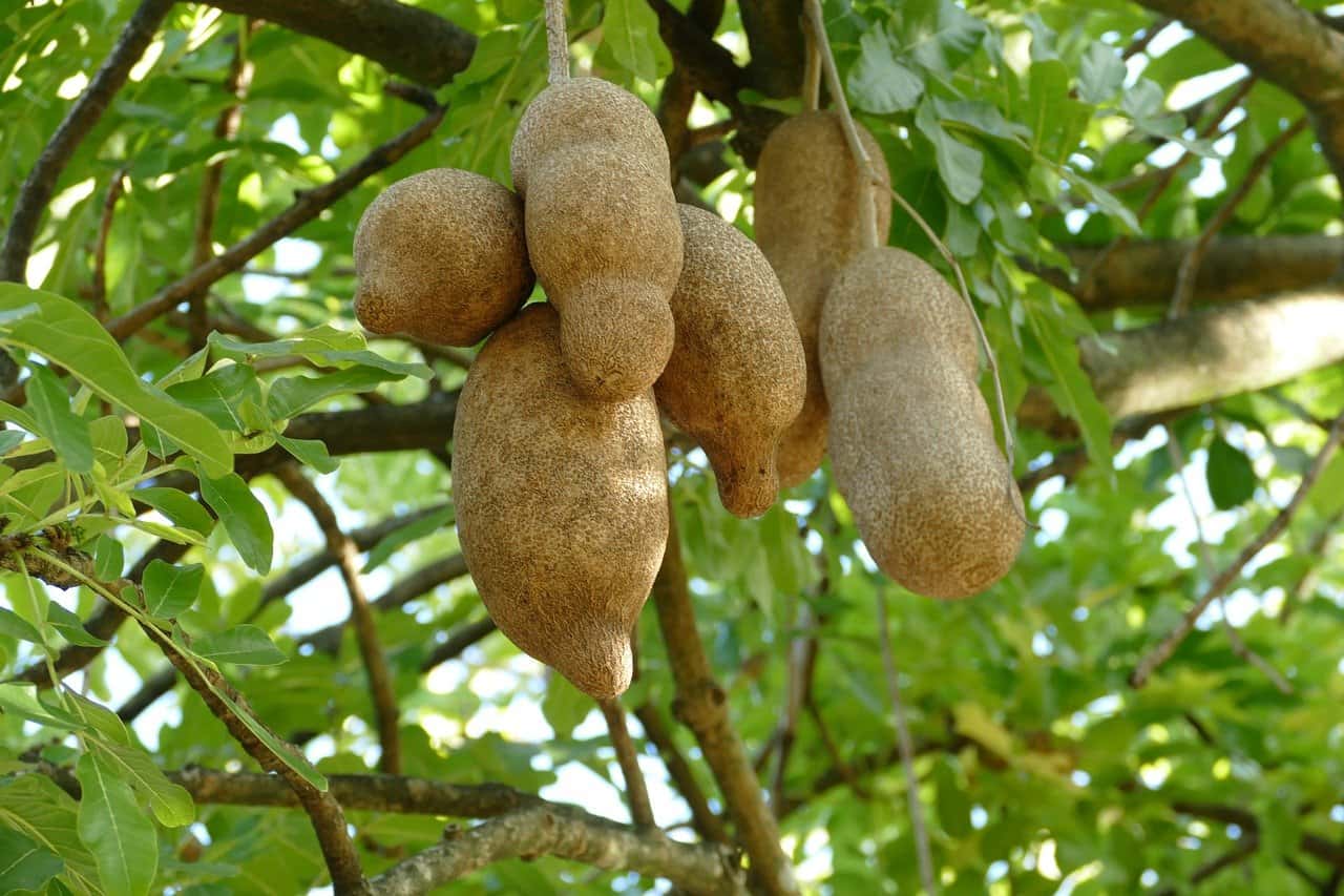 tropical fruits hanging from a tree