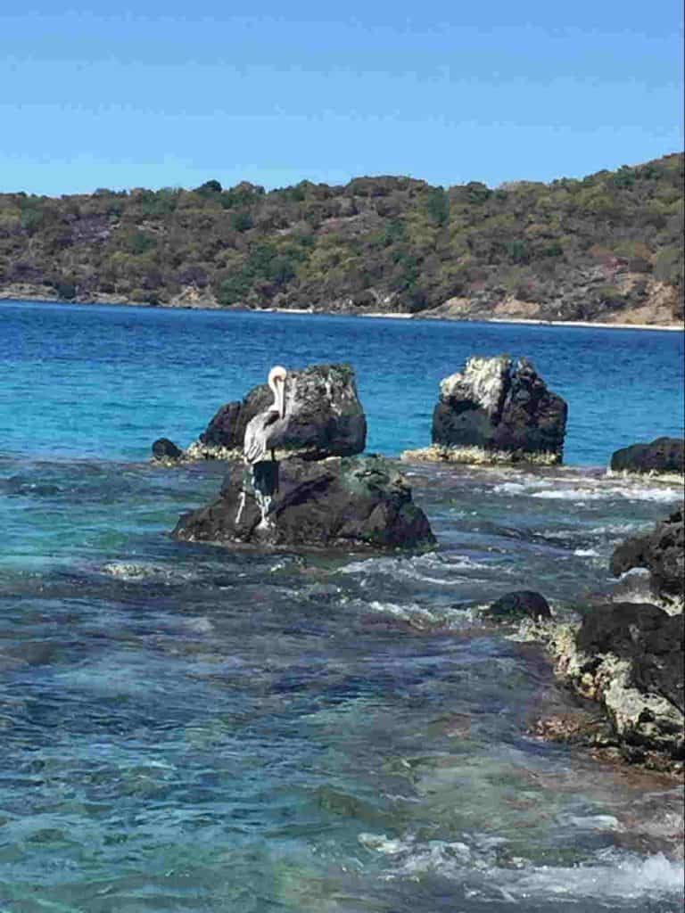 Blackbeard, Rum Tastings, and Sea Turtles: A Week in St. Thomas