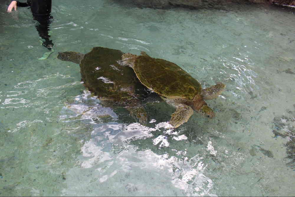 Blackbeard, Rum Tastings, and Sea Turtles: A Week in St. Thomas