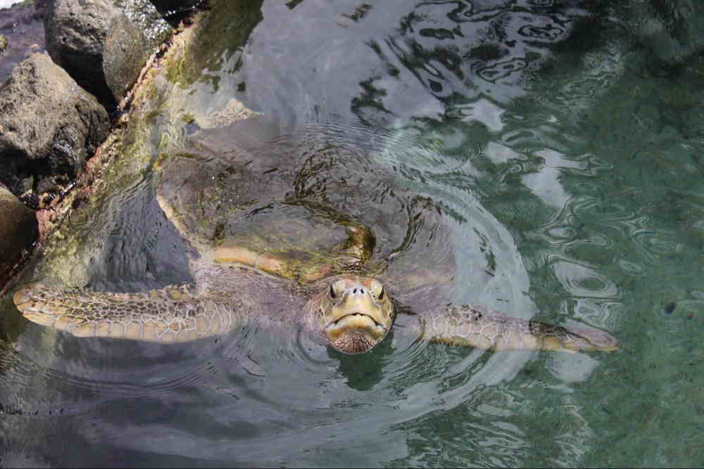 Blackbeard, Rum Tastings, and Sea Turtles: A Week in St. Thomas