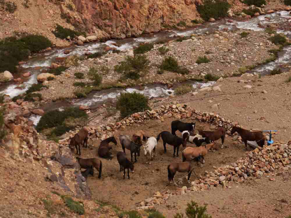 Our horses in the real