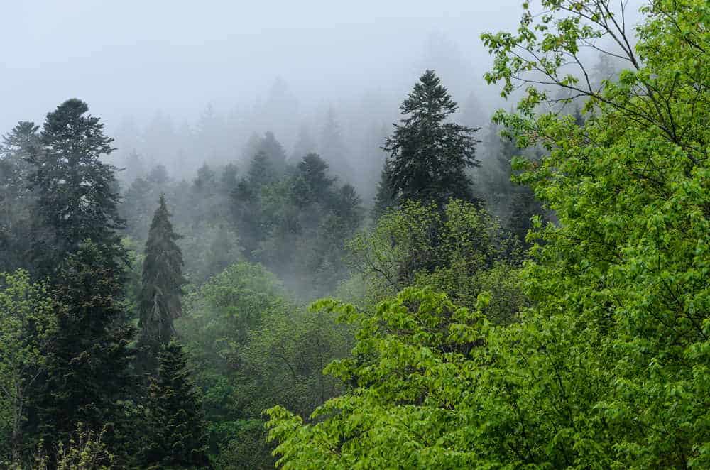 BlackForest