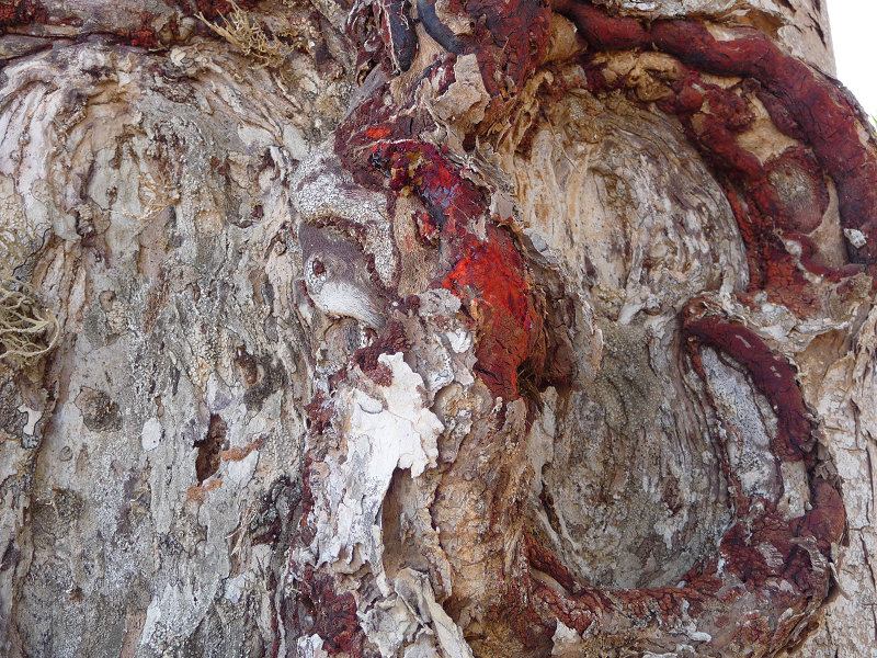 Blood from Tree