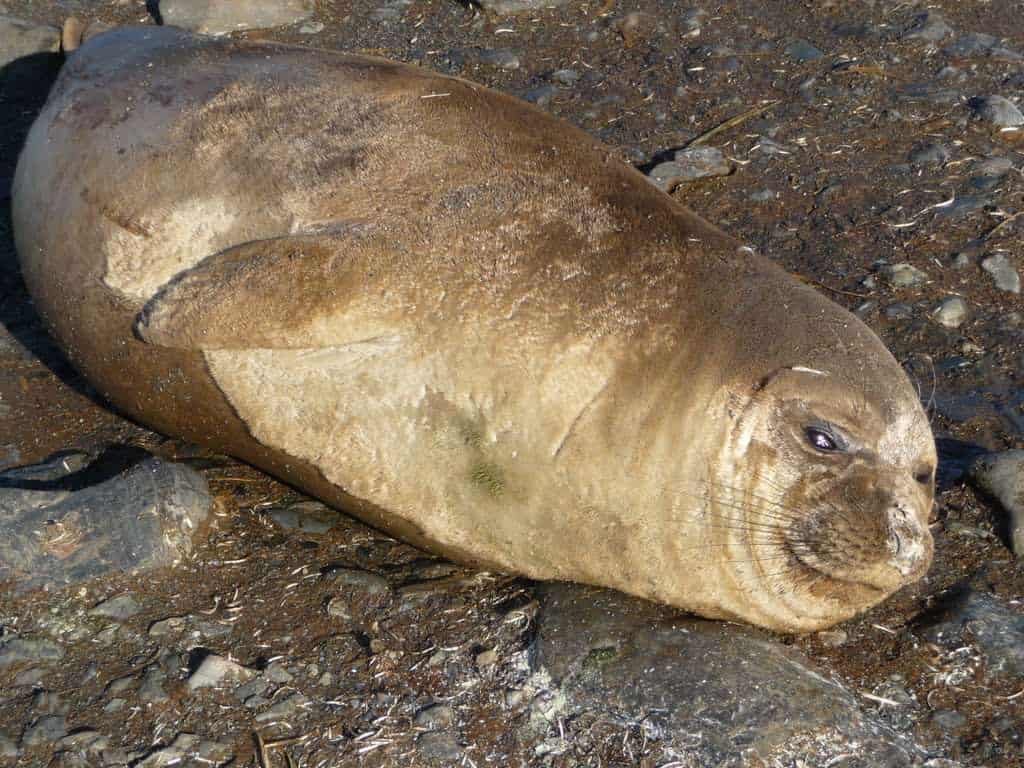 seal