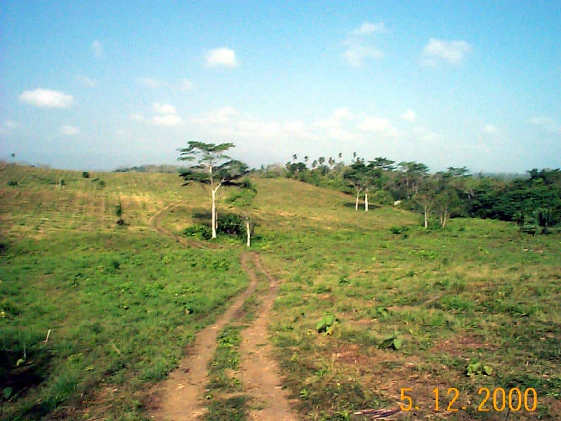 Enlightenment in Panama - Teak as Generational Wealth Stewardship