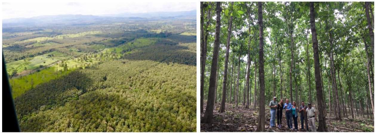 Enlightenment in Panama - Teak as Generational Wealth Stewardship