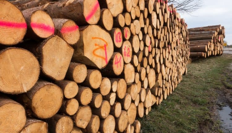 What You Should Know About Investing in Timber