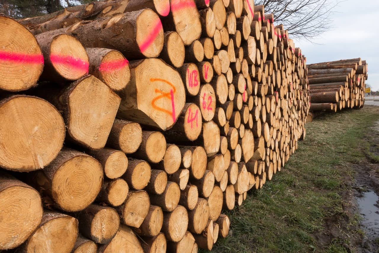 What You Should Know About Investing in Timber