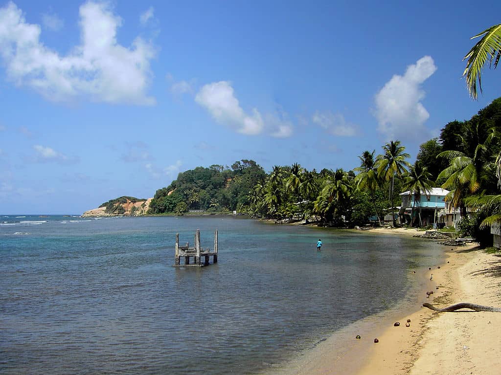 beautiful shores with greenery