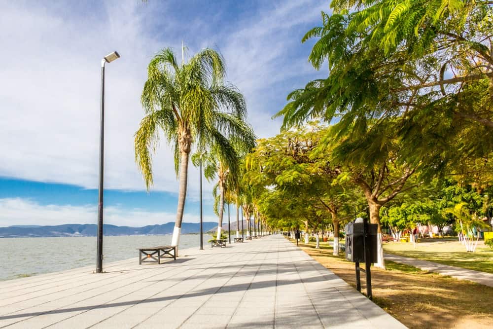 sidewalk by the beach with palmtrees on one side