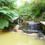 beautiful rainforest with a bridge