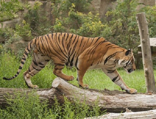 Tiger at the Taj Mahal