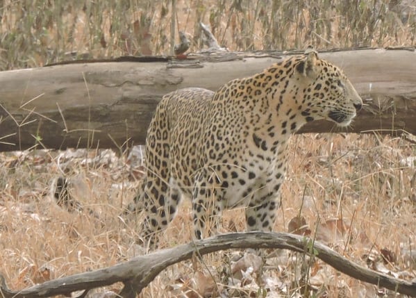 Leopard at  the Taj Mahal