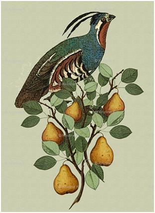 The Partridge in the Pear Tree