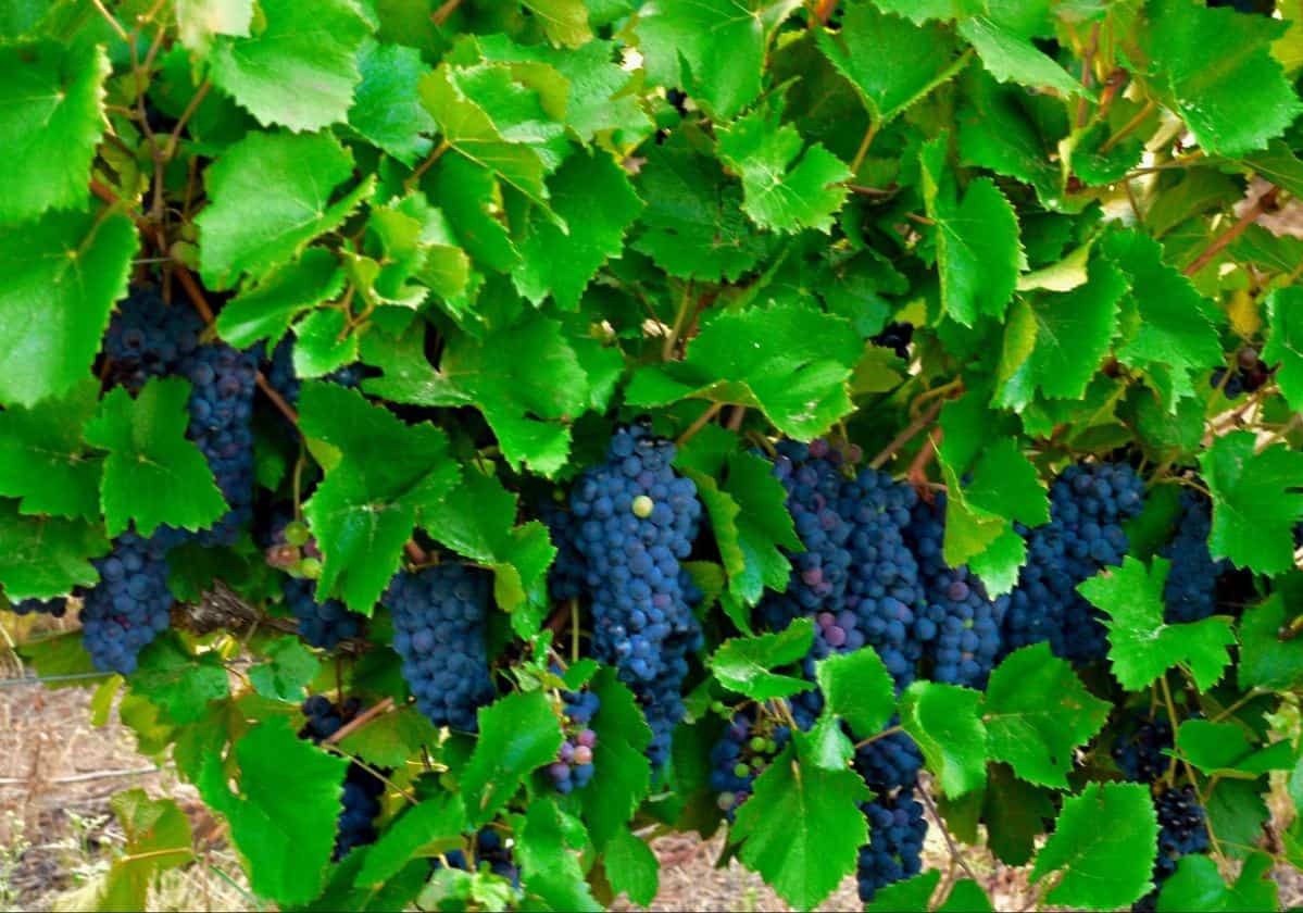 Crossing the Andes on Horseback
