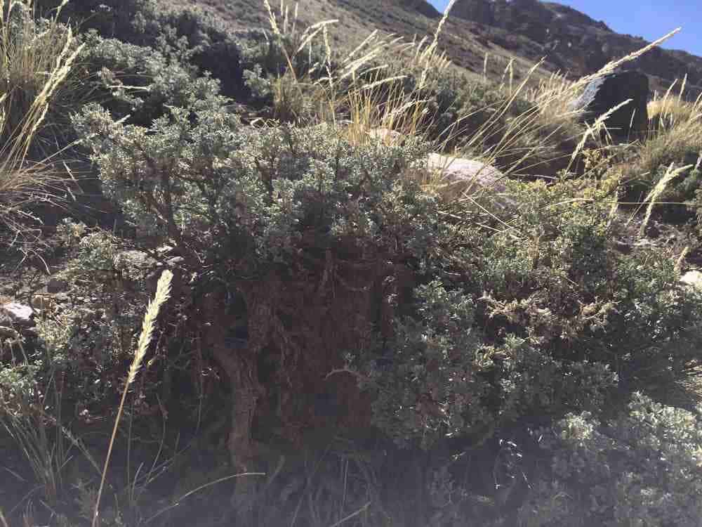 Argentine Wines and Homes in a Vineyard