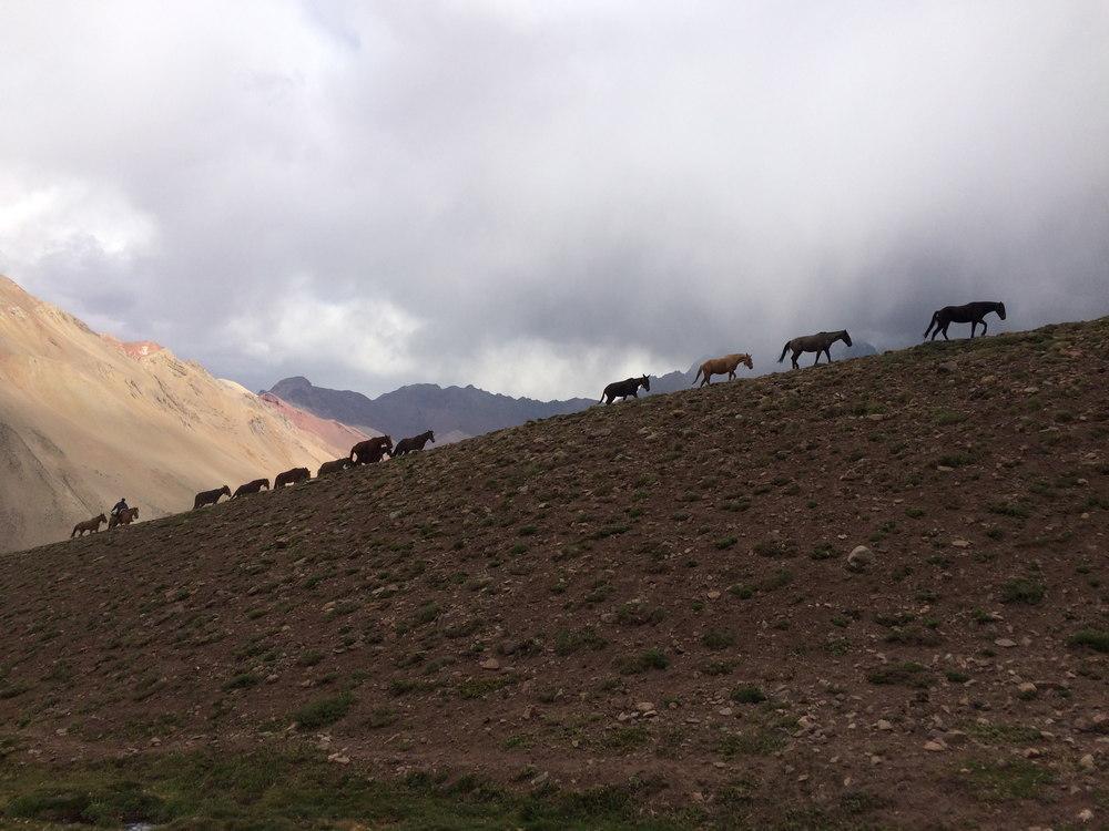 Argentina Vineyard Estates