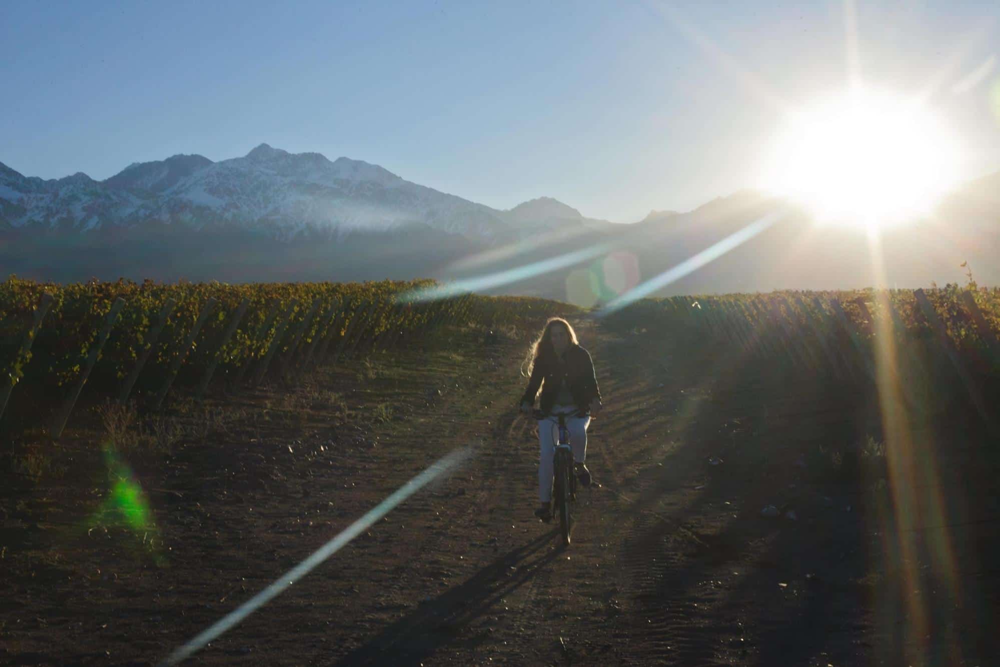 Argentina Vineyard Estates