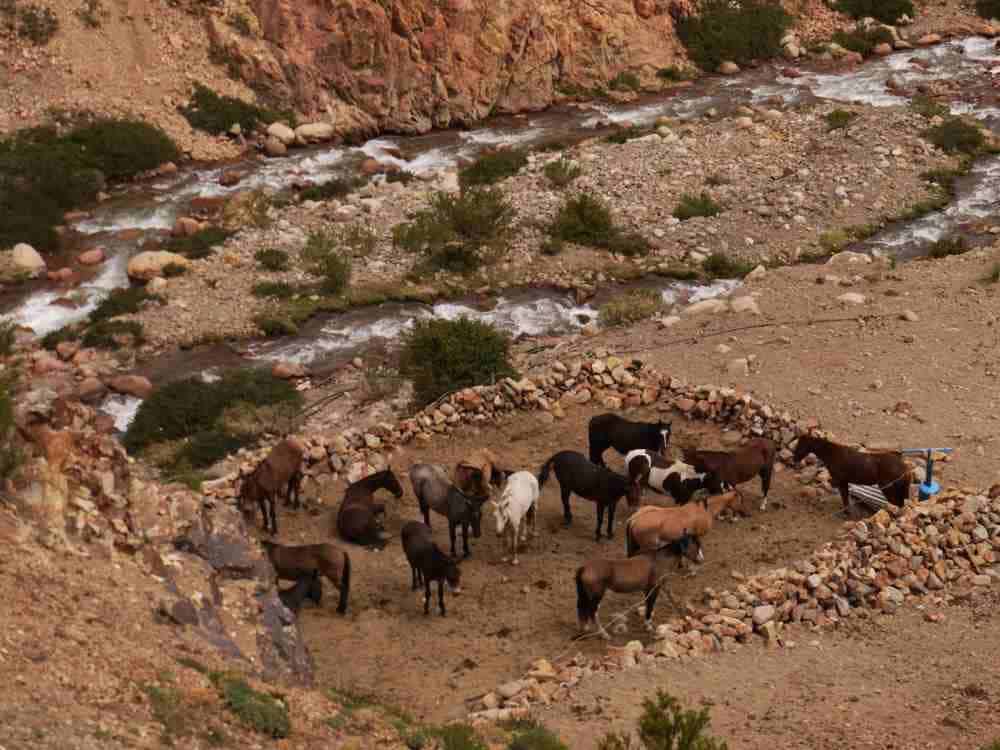 Argentine Wines and Homes in a Vineyard