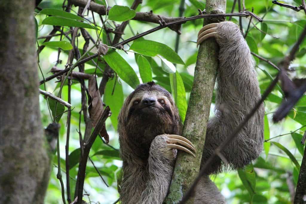 Costa Rican Sloth