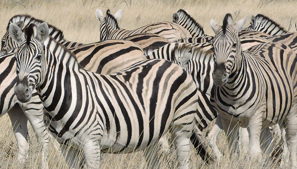 Zebras