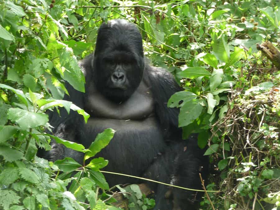 Momma gorilla in Africa