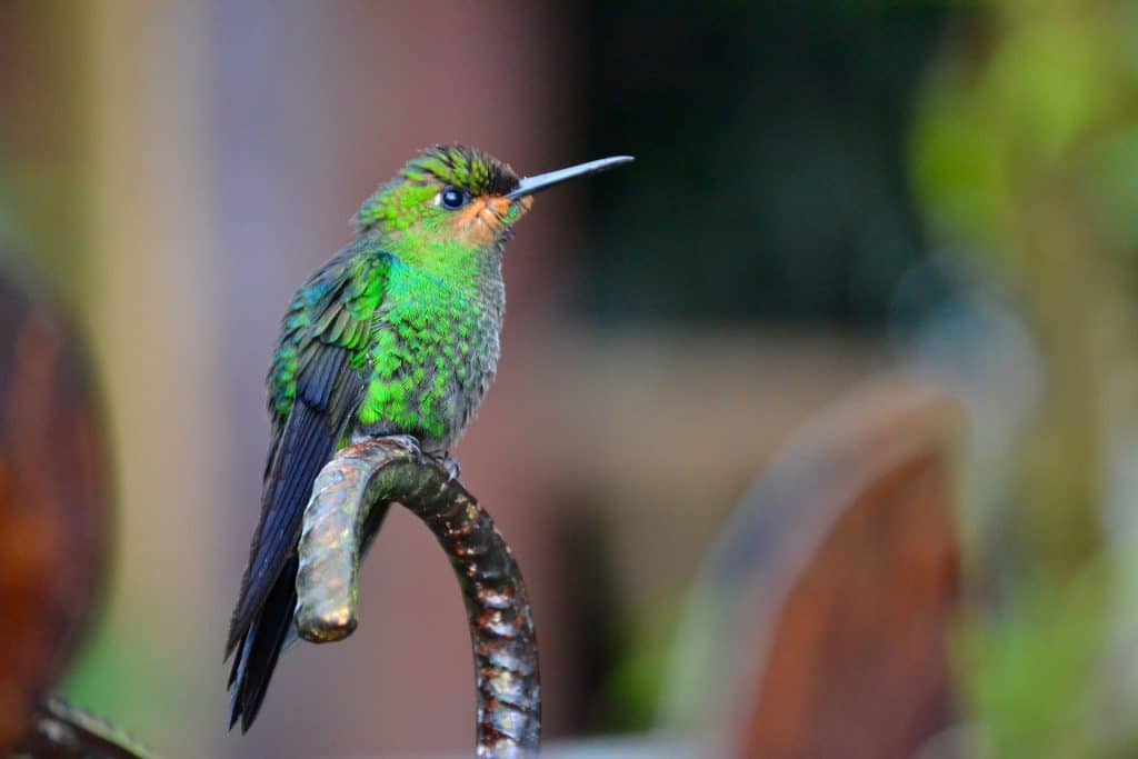 Costa Rica hummingbird