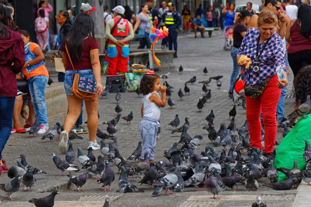 Birds in Costa Rica