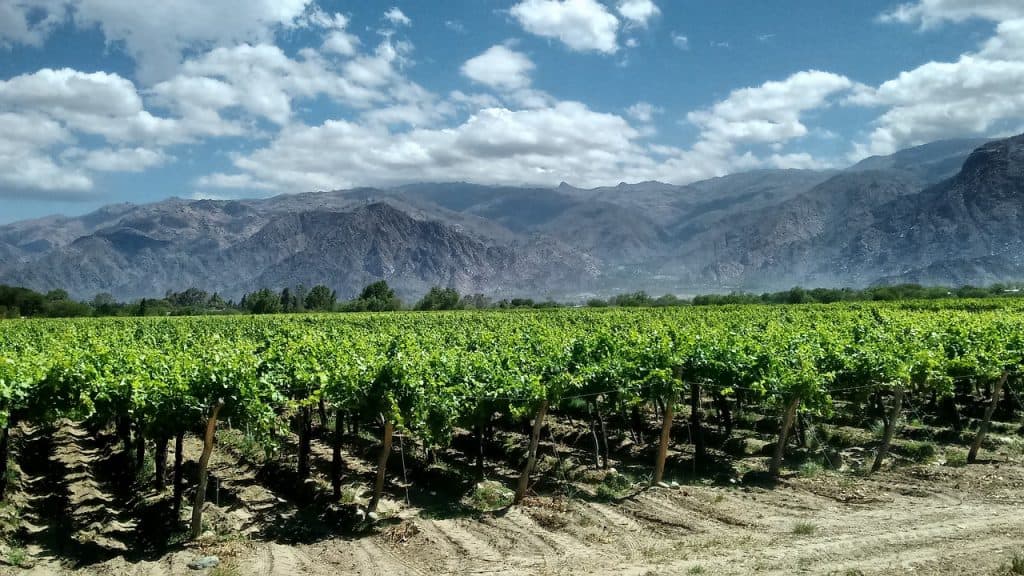 Argentina grape fields